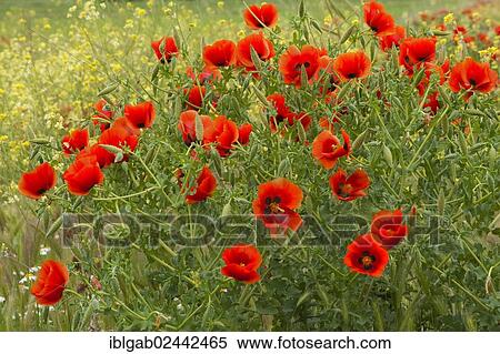 "Red poppy (Papaver rhoeas) field, Anatolia, Turkey, Asia" View Large Photo Image Stock Photography - "Red poppy (Papaver rhoeas) field, Anatolia, Turkey, Asia". Fotosearch
