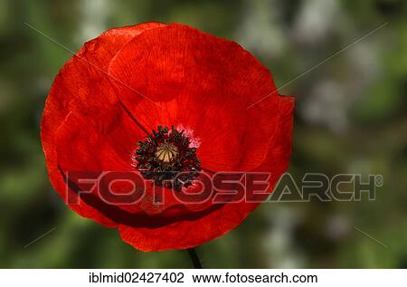 "Red Poppy (Papaver rhoeas), Ponte Leccia, Corsica, France, Europe" View Large Photo Image Stock Image - "Red Poppy (Papaver rhoeas), Ponte Leccia, Corsica, France, Europe". Fotosearch