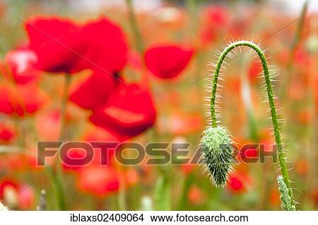"Red Poppy (Papaver rhoeas), Reichenau Island, Baden-Wuerttemberg, Germany, Europe, PublicGround, Europe" View Large Photo Image Picture - "Red Poppy (Papaver rhoeas), Reichenau Island, Baden-Wuerttemberg, Germany, Europe, PublicGround, Europe". Fotosearch