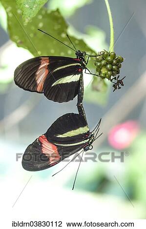 "Red Postman or Red Passion Flower Butterflies (Heliconius erato) mating, Puntarenas province, Costa Rica, North America" View Large Photo Image Stock Image - "Red Postman or Red Passion Flower Butterflies (Heliconius erato) mating, Puntarenas province, Costa Rica, North America". Fotosearch