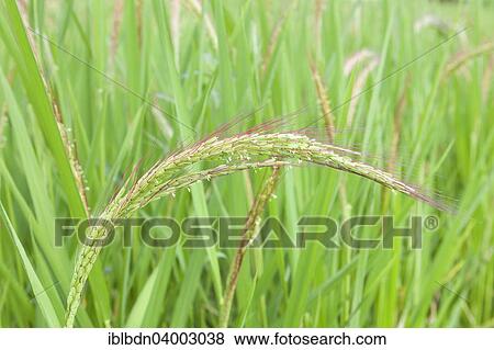 Stock Photo - "Red rice plants from Jatiluwih, Bali, Indonesia, Asia". Fotosearch
