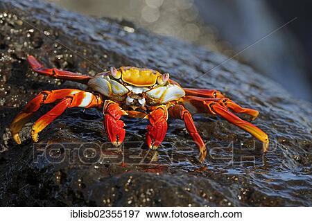 Stock Photo - "Red Rock Crab or Sally Lightfoot (Grapsus Grapsus), Espanola Island, Galapagos Islands, UNESCO World Natural Heritage Site, Ecuador, South America". Fotosearch