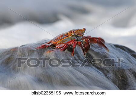 "Red Rock Crab or Sally Lightfoot (Grapsus Grapsus) being washing over by surf, Espanola Island, Galapagos Islands, UNESCO World Natural Heritage Site, Ecuador, South America" View Large Photo Image Stock Photograph - "Red Rock Crab or Sally Lightfoot (Grapsus Grapsus) being washing over by surf, Espanola Island, Galapagos Islands, UNESCO World Natural Heritage Site, Ecuador, South America". Fotosearch