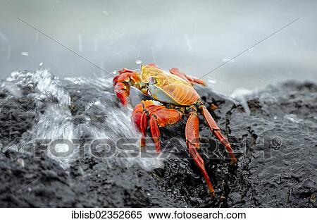 "Red Rock Crab or Sally Lightfoot (Grapsus Grapsus), washed over by surf, Santa Cruz Island, Galapagos Islands, UNESCO World Natural Heritage Site, Ecuador, South America" View Large Photo Image Stock Photography - "Red Rock Crab or Sally Lightfoot (Grapsus Grapsus), washed over by surf, Santa Cruz Island, Galapagos Islands, UNESCO World Natural Heritage Site, Ecuador, South America". Fotosearch