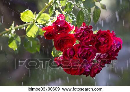 "Red Roses (Rosa) in the rain, Germany, Europe" View Large Photo Image Stock Photo - "Red Roses (Rosa) in the rain, Germany, Europe". Fotosearch