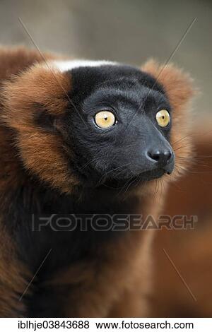 "Red Ruffed Lemur (Varecia rubra), Sainte-Croix Zoo, Lorraine region, France, Europe" View Large Photo Image Stock Photo - "Red Ruffed Lemur (Varecia rubra), Sainte-Croix Zoo, Lorraine region, France, Europe". Fotosearch