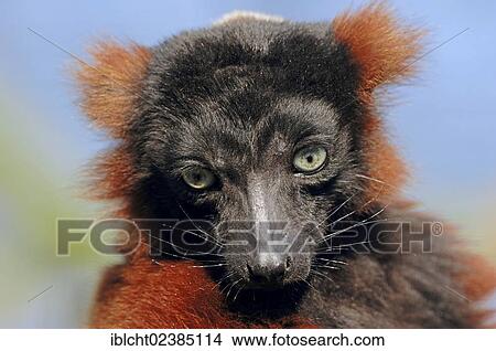 "Red Ruffed Lemur (Varecia variegata rubra, Varecia variegata ruber), portrait, Madagascar, Africa" View Large Photo Image Picture - "Red Ruffed Lemur (Varecia variegata rubra, Varecia variegata ruber), portrait, Madagascar, Africa". Fotosearch