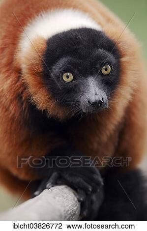 "Red Ruffed Lemur (Varecia variegata rubra, Varecia variegata ruber), native to Madagascar, captive, Germany, Europe" View Large Photo Image Stock Image - "Red Ruffed Lemur (Varecia variegata rubra, Varecia variegata ruber), native to Madagascar, captive, Germany, Europe". Fotosearch