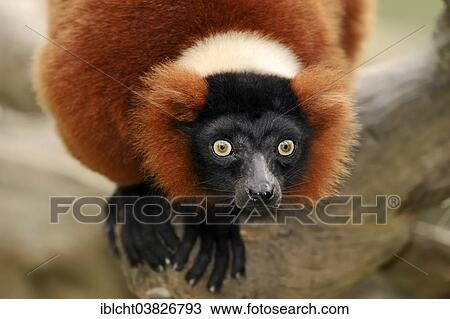 Stock Image - "Red Ruffed Lemur (Varecia variegata rubra, Varecia variegata ruber), native to Madagascar, captive, Germany, Europe". Fotosearch