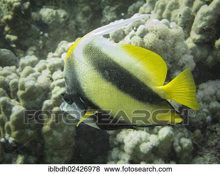 "Red Sea Bannerfish (Heniochus intermedius), Mangrove Bay, Red Sea, Egypt, Africa" View Large Photo Image Stock Photo - "Red Sea Bannerfish (Heniochus intermedius), Mangrove Bay, Red Sea, Egypt, Africa". Fotosearch