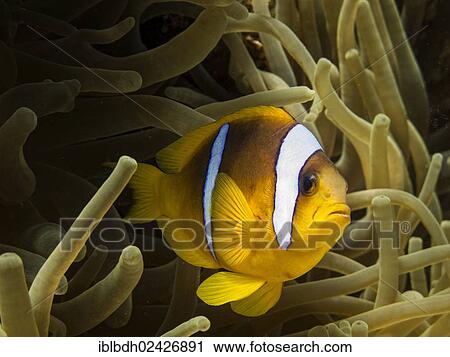 "Red Sea Clownfish or Twoband Anemonefish (Amphiprion bicinctus), Mangrove Bay, Red Sea, Egypt, Africa" View Large Photo Image Stock Image - "Red Sea Clownfish or Twoband Anemonefish (Amphiprion bicinctus), Mangrove Bay, Red Sea, Egypt, Africa". Fotosearch