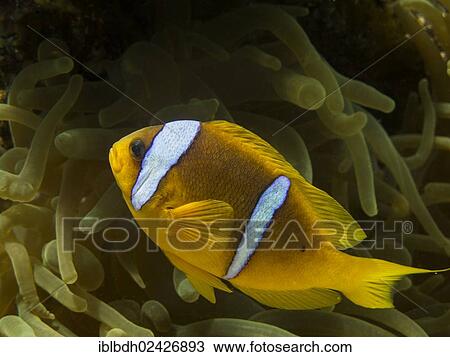 "Red Sea Clownfish or Twoband Anemonefish (Amphiprion bicinctus), Mangrove Bay, Red Sea, Egypt, Africa" View Large Photo Image Stock Image - "Red Sea Clownfish or Twoband Anemonefish (Amphiprion bicinctus), Mangrove Bay, Red Sea, Egypt, Africa". Fotosearch