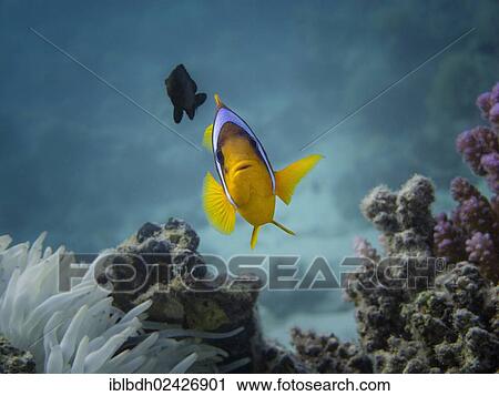 "Red Sea Clownfish or Twoband Anemonefish (Amphiprion bicinctus), Mangrove Bay, Red Sea, Egypt, Africa" View Large Photo Image Stock Image - "Red Sea Clownfish or Twoband Anemonefish (Amphiprion bicinctus), Mangrove Bay, Red Sea, Egypt, Africa". Fotosearch