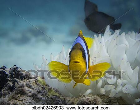 Stock Image - "Red Sea Clownfish or Twoband Anemonefish (Amphiprion bicinctus), Mangrove Bay, Red Sea, Egypt, Africa". Fotosearch