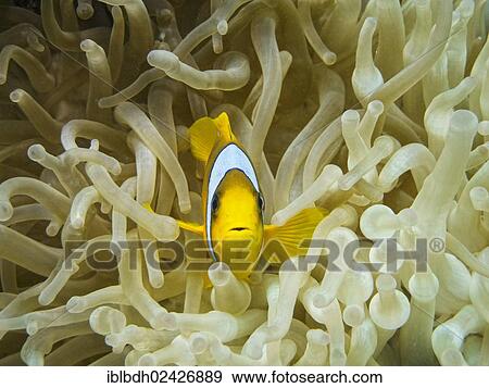 "Red Sea Clownfish or Twoband Anemonefish (Amphiprion bicinctus), Mangrove Bay, Red Sea, Egypt, Africa" View Large Photo Image Stock Photo - "Red Sea Clownfish or Twoband Anemonefish (Amphiprion bicinctus), Mangrove Bay, Red Sea, Egypt, Africa". Fotosearch