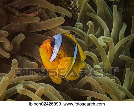 "Red Sea Clownfish or Twoband Anemonefish (Amphiprion bicinctus), Mangrove Bay, Red Sea, Egypt, Africa" View Large Photo Image Stock Photo - "Red Sea Clownfish or Twoband Anemonefish (Amphiprion bicinctus), Mangrove Bay, Red Sea, Egypt, Africa". Fotosearch