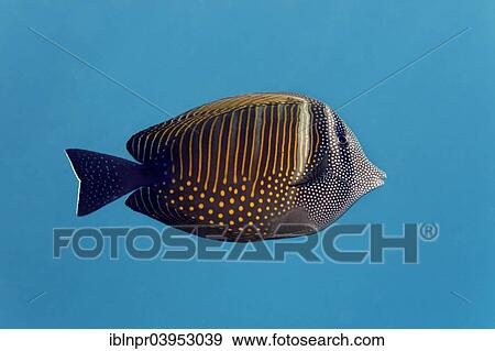 "Red Sea sailfin tang (Zebrasoma desjardinii), Makadi Bay, Red Sea, Hurghada, Egypt, Africa" View Large Photo Image Stock Photo - "Red Sea sailfin tang (Zebrasoma desjardinii), Makadi Bay, Red Sea, Hurghada, Egypt, Africa". Fotosearch