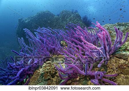 "Red sea whips (Ellisella sp. ) on a coral reef, Dimaniyat Islands nature reserve, Al Batinah region, Oman, Asia" View Large Photo Image Stock Image - "Red sea whips (Ellisella sp. ) on a coral reef, Dimaniyat Islands nature reserve, Al Batinah region, Oman, Asia". Fotosearch