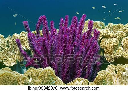 "Red sea whips (Ellisella sp. ), between leathery corals (Alcyoniidae), Dimaniyat Islands nature reserve, Al Batinah region, Oman, Asia" View Large Photo Image Stock Image - "Red sea whips (Ellisella sp. ), between leathery corals (Alcyoniidae), Dimaniyat Islands nature reserve, Al Batinah region, Oman, Asia". Fotosearch