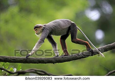 "Red-shanked douc (Pygathrix nemaeus), female, on tree, Singapore, Asia" View Large Photo Image Stock Image - "Red-shanked douc (Pygathrix nemaeus), female, on tree, Singapore, Asia". Fotosearch
