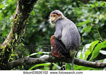 "Red-shanked douc (Pygathrix nemaeus), adult on tree, Singapore, Asia" View Large Photo Image Stock Image - "Red-shanked douc (Pygathrix nemaeus), adult on tree, Singapore, Asia". Fotosearch