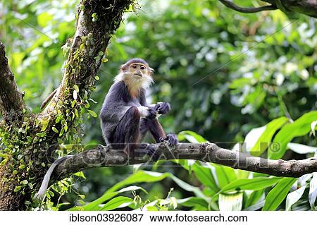 "Red-shanked douc (Pygathrix nemaeus), subadult, on tree, Singapore, Asia" View Large Photo Image Stock Photo - "Red-shanked douc (Pygathrix nemaeus), subadult, on tree, Singapore, Asia". Fotosearch
