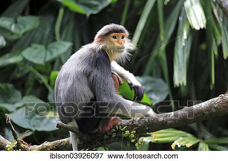 Stock Photo - "Red-shanked douc (Pygathrix nemaeus), adult on tree, Singapore, Asia". Fotosearch