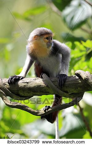 "Red-shanked Douc (Pygathrix nemaeus), infant sitting in a tree, native to Vietnam, captive, Singapore, Singapore, Asia" View Large Photo Image Stock Photo - "Red-shanked Douc (Pygathrix nemaeus), infant sitting in a tree, native to Vietnam, captive, Singapore, Singapore, Asia". Fotosearch