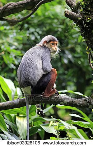 Stock Photograph - "Red-shanked douc (Pygathrix nemaeus), adult on tree, Singapore, Asia". Fotosearch