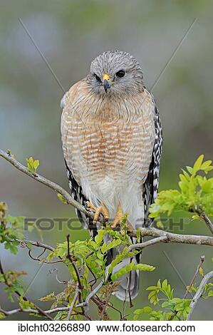 "Red-shouldered Hawk (Buteo lineatus), Myakka River State Park, Florida, United States, North America" View Large Photo Image Stock Image - "Red-shouldered Hawk (Buteo lineatus), Myakka River State Park, Florida, United States, North America". Fotosearch