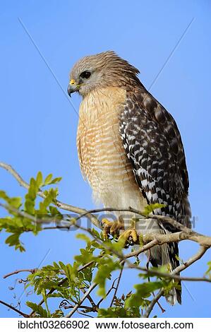 "Red-shouldered Hawk (Buteo lineatus), Myakka River State Park, Florida, United States, North America" View Large Photo Image Stock Image - "Red-shouldered Hawk (Buteo lineatus), Myakka River State Park, Florida, United States, North America". Fotosearch