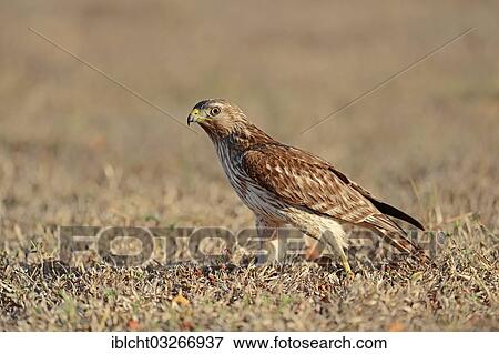 "Red-shouldered Hawk (Buteo lineatus), juvenile, Everglades-Nationalpark, Florida, United States, North America" View Large Photo Image Stock Photo - "Red-shouldered Hawk (Buteo lineatus), juvenile, Everglades-Nationalpark, Florida, United States, North America". Fotosearch