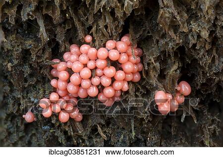 Stock Image - "Red Slime Mould (Myxomycet Arcyria), fruiting bodies, Hesse, Germany, Europe". Fotosearch