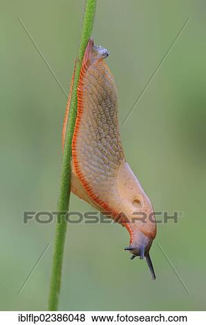 Stock Photo - "Red Slug (Arion rufus), on stem, Leicestershire, England, United Kingdom, Europe". Fotosearch