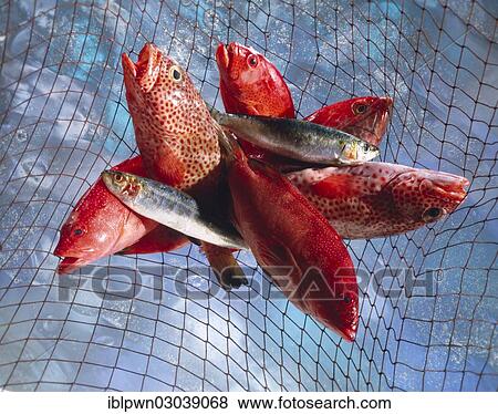 Red snapper and herrings in a fishing net above water View Large Photo Image Stock Photo - Red snapper and herrings in a fishing net above water. Fotosearch