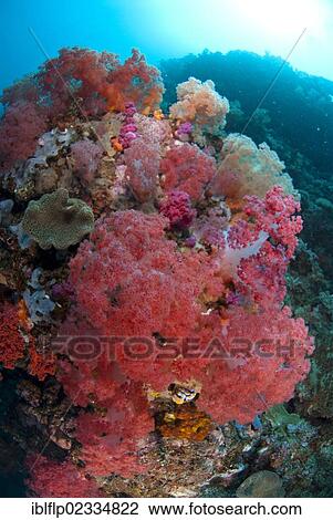Stock Image - "Red soft coral in reef habitat, Lembeh Straits, Sulawesi, Sunda Islands, Indonesia, Southeast Asia, Asia". Fotosearch