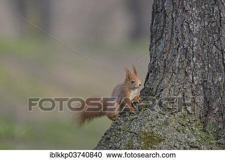"Red Squirrel or Eurasian Red Squirrel (Sciurus vulgaris) sitting on a tree, Saxony, Germany, Europe" View Large Photo Image Stock Image - "Red Squirrel or Eurasian Red Squirrel (Sciurus vulgaris) sitting on a tree, Saxony, Germany, Europe". Fotosearch