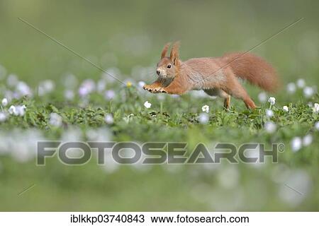 Stock Image - "Red Squirrel or Eurasian Red Squirrel (Sciurus vulgaris), running, Saxony, Germany, Europe". Fotosearch