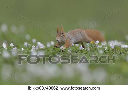 "Red Squirrel or Eurasian Red Squirrel (Sciurus vulgaris), jumping, Saxony, Germany, Europe" View Large Photo Image Stock Image - "Red Squirrel or Eurasian Red Squirrel (Sciurus vulgaris), jumping, Saxony, Germany, Europe". Fotosearch