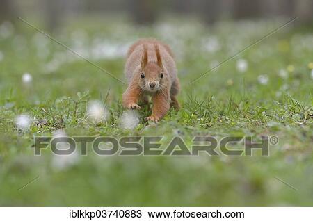 "Red Squirrel or Eurasian Red Squirrel (Sciurus vulgaris), running, Saxony, Germany, Europe" View Large Photo Image Stock Image - "Red Squirrel or Eurasian Red Squirrel (Sciurus vulgaris), running, Saxony, Germany, Europe". Fotosearch