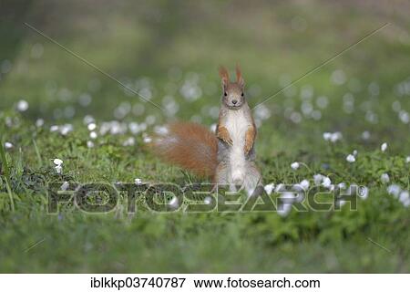 "Red Squirrel or Eurasian Red Squirrel (Sciurus vulgaris), Saxony, Germany, Europe" View Large Photo Image Stock Photo - "Red Squirrel or Eurasian Red Squirrel (Sciurus vulgaris), Saxony, Germany, Europe". Fotosearch