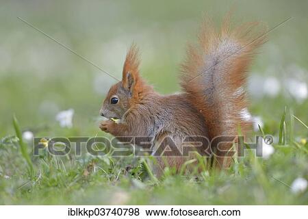 "Red Squirrel or Eurasian Red Squirrel (Sciurus vulgaris), eating, Saxony, Germany, Europe" View Large Photo Image Stock Photo - "Red Squirrel or Eurasian Red Squirrel (Sciurus vulgaris), eating, Saxony, Germany, Europe". Fotosearch