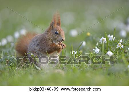 "Red Squirrel or Eurasian Red Squirrel (Sciurus vulgaris), eating, Saxony, Germany, Europe" View Large Photo Image Stock Photo - "Red Squirrel or Eurasian Red Squirrel (Sciurus vulgaris), eating, Saxony, Germany, Europe". Fotosearch