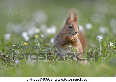 Stock Photo - "Red Squirrel or Eurasian Red Squirrel (Sciurus vulgaris), eating, Saxony, Germany, Europe". Fotosearch
