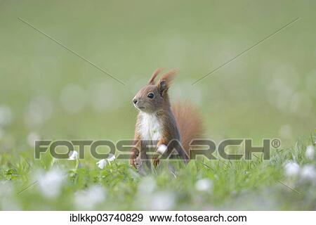 "Red Squirrel or Eurasian Red Squirrel (Sciurus vulgaris), Saxony, Germany, Europe" View Large Photo Image Stock Photo - "Red Squirrel or Eurasian Red Squirrel (Sciurus vulgaris), Saxony, Germany, Europe". Fotosearch
