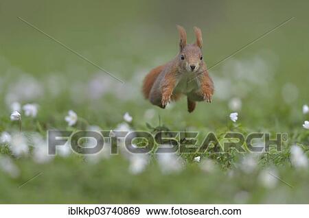 "Red Squirrel or Eurasian Red Squirrel (Sciurus vulgaris), jumping, Saxony, Germany, Europe" View Large Photo Image Stock Photo - "Red Squirrel or Eurasian Red Squirrel (Sciurus vulgaris), jumping, Saxony, Germany, Europe". Fotosearch