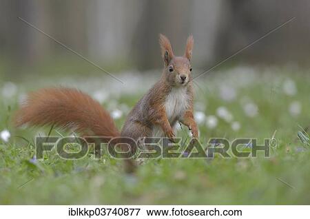 "Red Squirrel or Eurasian Red Squirrel (Sciurus vulgaris) standing on its hind legs, Saxony, Germany, Europe" View Large Photo Image Stock Photo - "Red Squirrel or Eurasian Red Squirrel (Sciurus vulgaris) standing on its hind legs, Saxony, Germany, Europe". Fotosearch