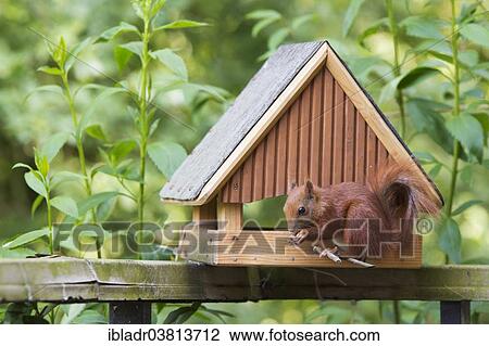 Stock Image - Red Squirrel (Sciurus vulgaris) at a bird house. Fotosearch