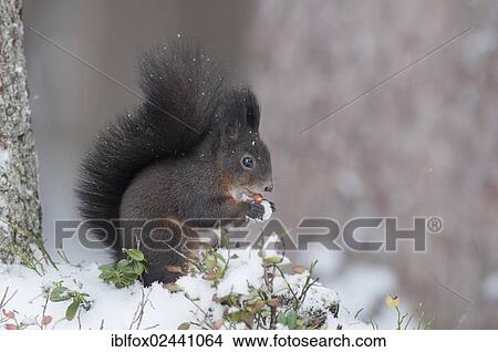 "Red Squirrel (Sciurus vulgaris), brown coat, sitting on a snow-covered branch feeding on a nut, Tyrol, Austria, Europe" View Large Photo Image Picture - "Red Squirrel (Sciurus vulgaris), brown coat, sitting on a snow-covered branch feeding on a nut, Tyrol, Austria, Europe". Fotosearch
