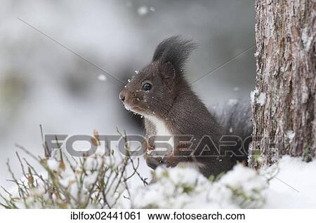 "Red Squirrel (Sciurus vulgaris), brown coat, standing upright in the snow next to a pine trunk, Tyrol, Austria, Europe" View Large Photo Image Stock Image - "Red Squirrel (Sciurus vulgaris), brown coat, standing upright in the snow next to a pine trunk, Tyrol, Austria, Europe". Fotosearch